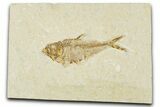 Detailed Fossil Fish (Diplomystus) - Wyoming #379502-1